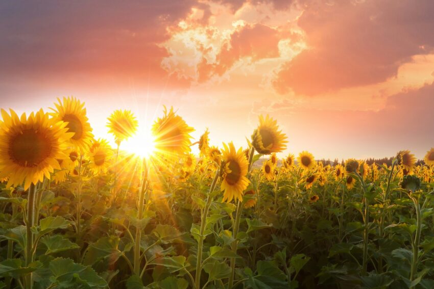 De kracht van de zon op zonnepanelen