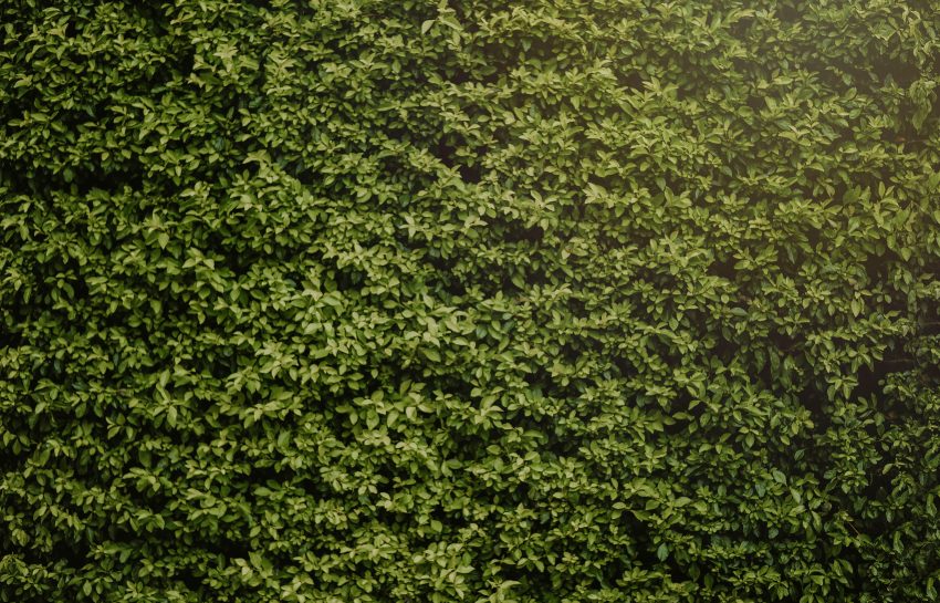 De mooiste beukenhaag voor je tuin: Alles wat je moet weten