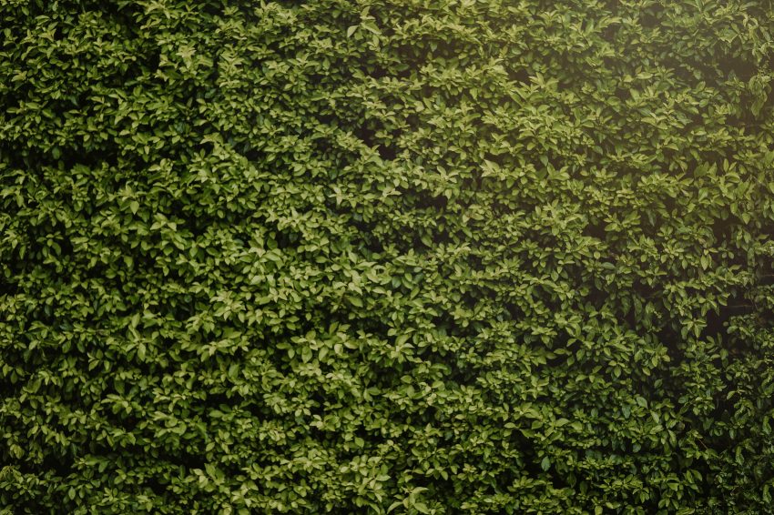 De mooiste beukenhaag voor je tuin: Alles wat je moet weten