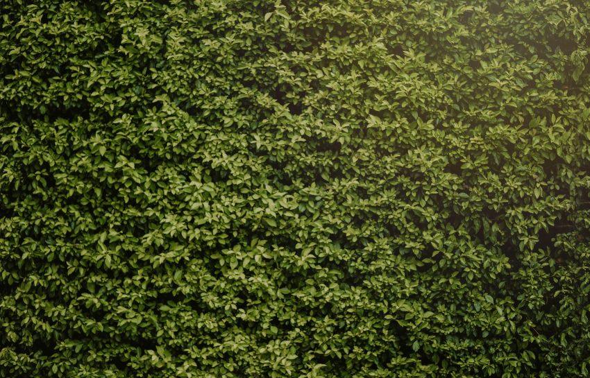 De mooiste beukenhaag voor je tuin: Alles wat je moet weten