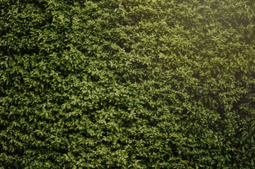 De mooiste beukenhaag voor je tuin: Alles wat je moet weten
